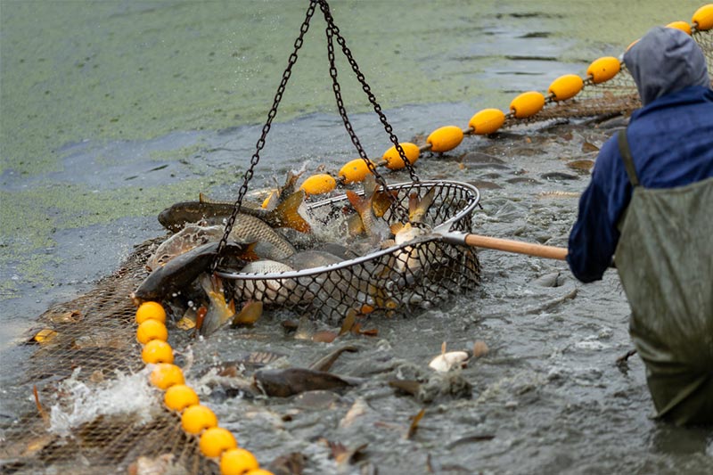 Prerada ribe u Hrvatskoj